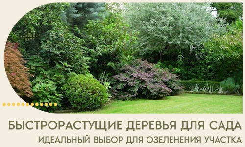 Быстрорастущие деревья для сада идеальный выбор в Красном Сулине