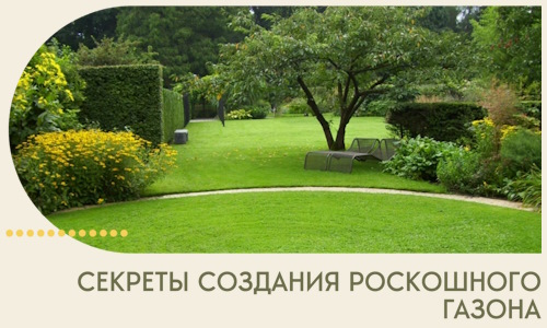 Секреты создания роскошного газона в Красном Сулине