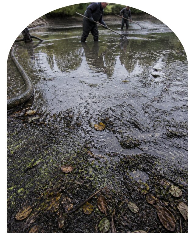 Очистка пруда в Красном Сулине от ила мусора и водорослей с вывозом